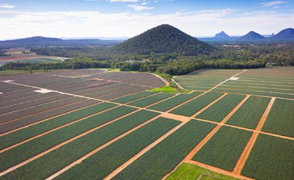 Piñata Farms is a leading pineapple, strawberry and specialty mango producer based in South-East Queensland. (Credit : Piñata Farms)